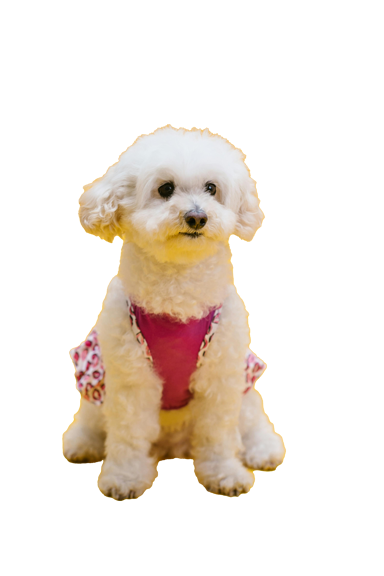 Poodle type dog